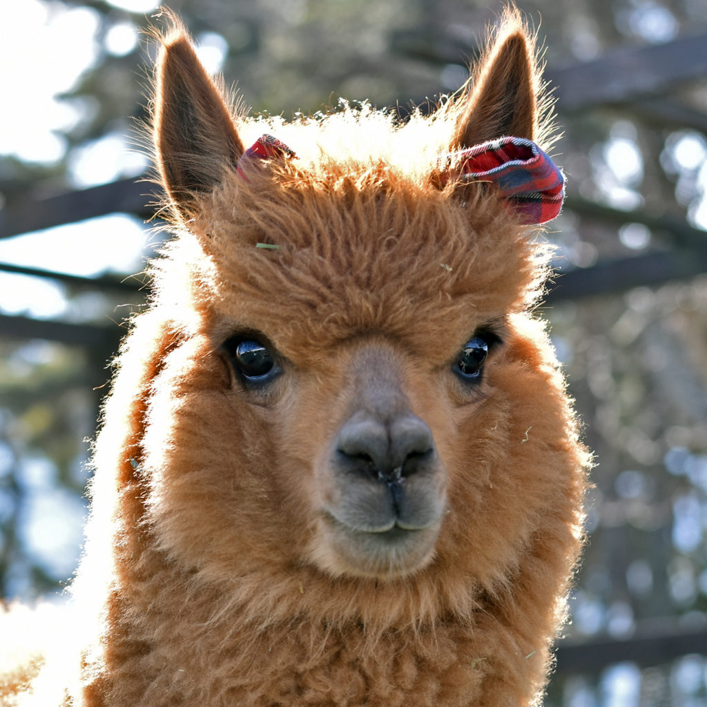 八ヶ岳アルパカ牧場の仲間達 | 八ヶ岳アルパカ牧場 