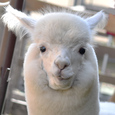 アルパカ様 1 アルパカ様